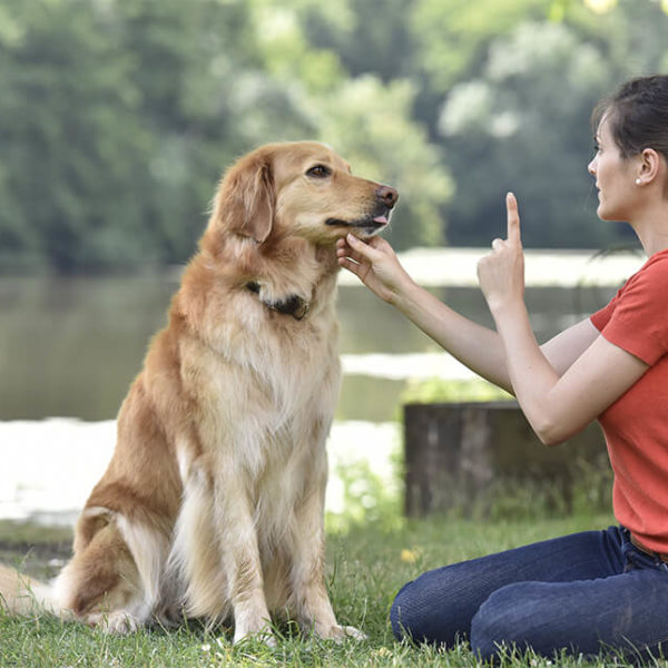 N7---DOG-TRAINING-COURSE-STOP-DOG-BARKING