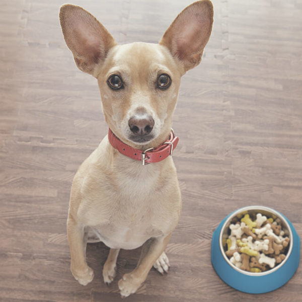 O6---PET-FOOD-MAKING-COURSE